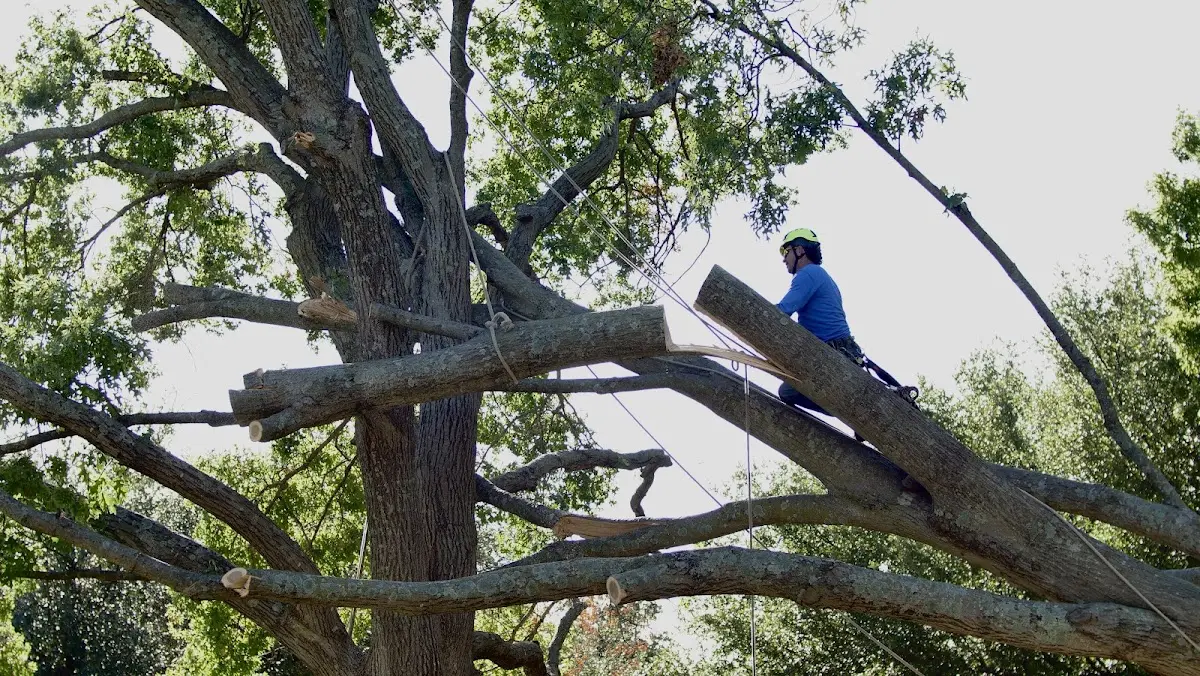 Professional Crown Thinning performed by certified arborists in Rowland