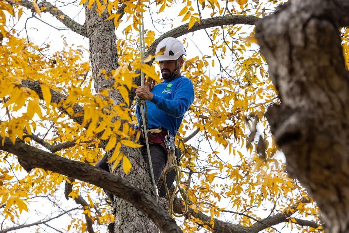 Skilled Dead Tree Removal crew working in Rowland